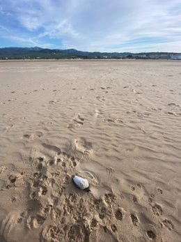 Ave muerta en una playa de Tarifa