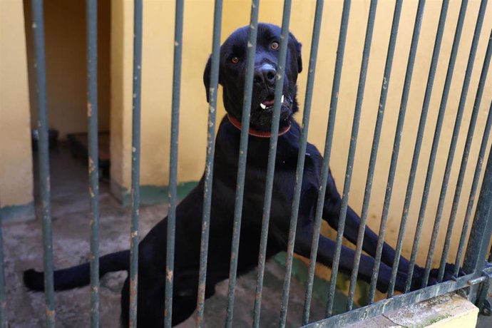 Un perro del Centro de Bienestar Animal de Son Reus.