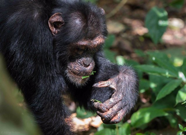 Archivo - Chimpancé realizando gestos con hojas cortadas