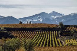 Viña en Rioja Alta