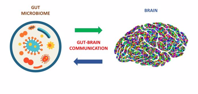 Este protocolo ofrece a los investigadores una hoja de ruta para comprender el complejo sistema de tráfico entre el intestino y el cerebro y sus efectos en la salud y la enfermedad.