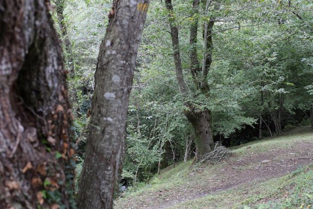 Archivo - Un bosque de castaños, en la Ribeira Sacra, a 1 de octubre de 2021, en Ferreiros de Abaixo, O Courel, Lugo, Galicia, (España). El Consejo Internacional de Coordinación del Programa Man and the Biosphere (MaB) de la Unesco aprobó este mes de sept