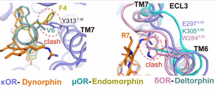 La alineación de los receptores opioides unidos a péptidos revela características estructurales, como los efectos estéricos, que contribuyen a la unión selectiva de subtipos y a los resultados funcionales observados en ensayos bioquímicos.