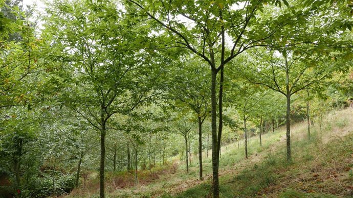 Plantación de castaños en San Martín de Oscos