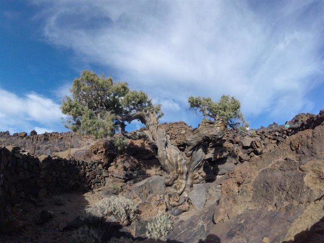 Archivo - Ejemplar de cedro canario en el Parque Nacional del Teide