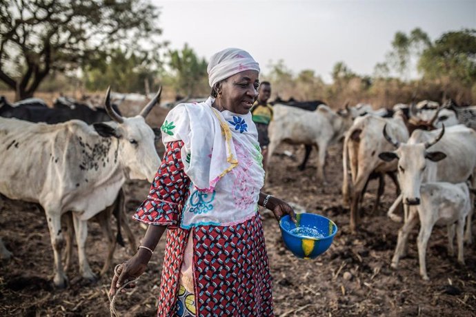Archivo - Una mujer con sus vacas en Burkina Faso