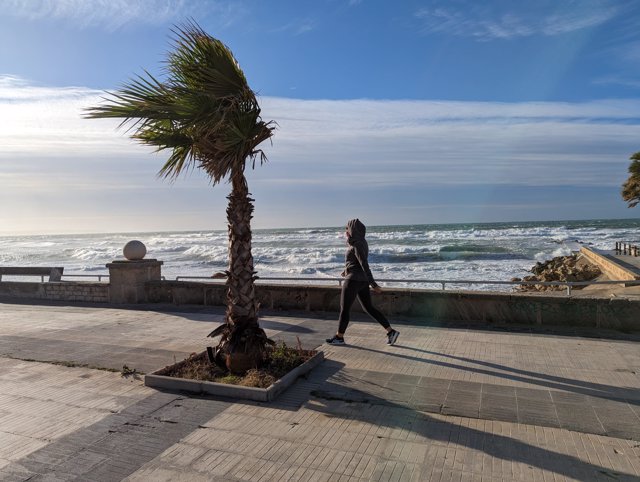 El viento azota una palmera en el paseo marítimo de Palma.