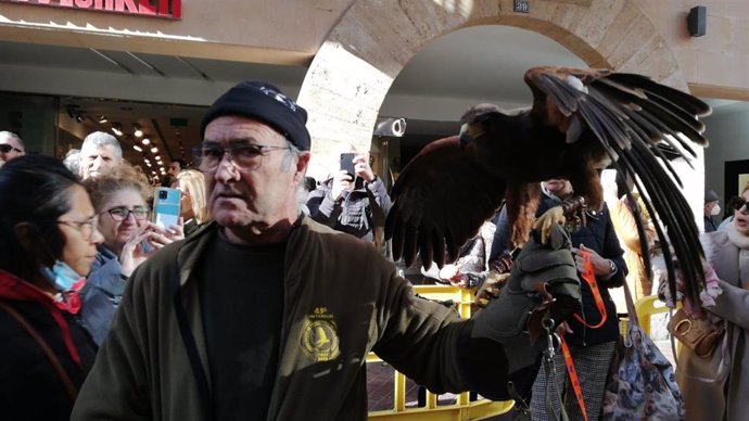 Un participante en las 'Benedes' en Palma, con una hembra de águila de Harris, en la calle Sant Miquel.