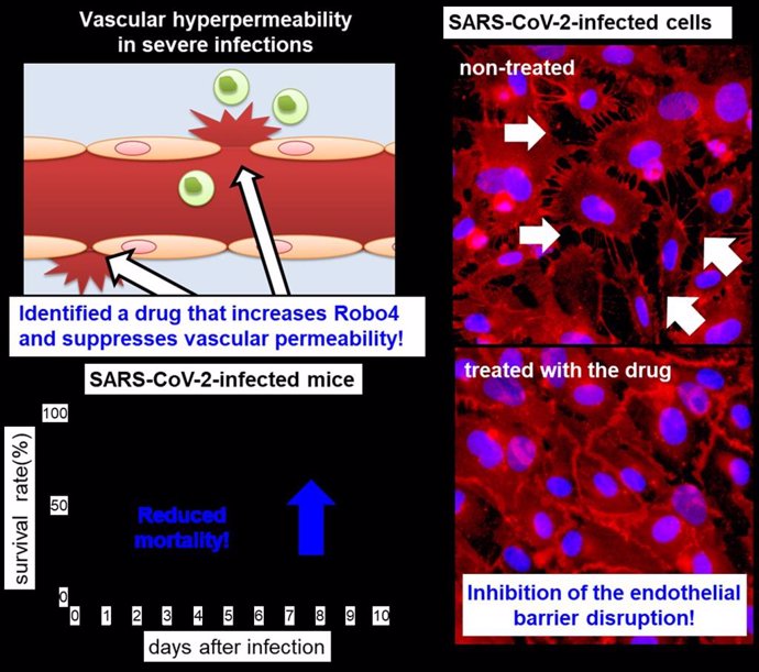 Un inhibidor de la permeabilidad vascular y su efecto terapéutico en la infección por SARS-CoV-2, el virus que causa la COVID-19.