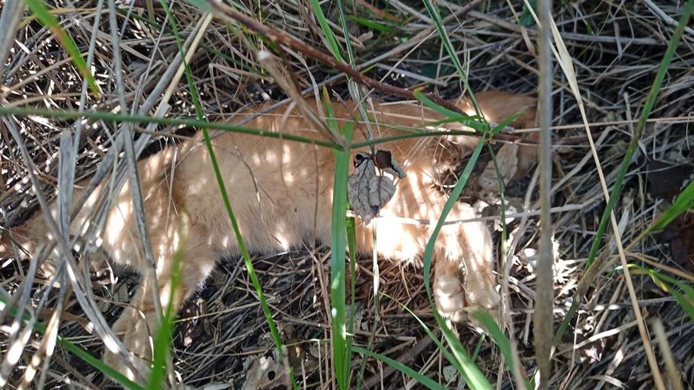Burriana denuncia el "brutal envenenamiento masivo" de gatos en una zona del municipio