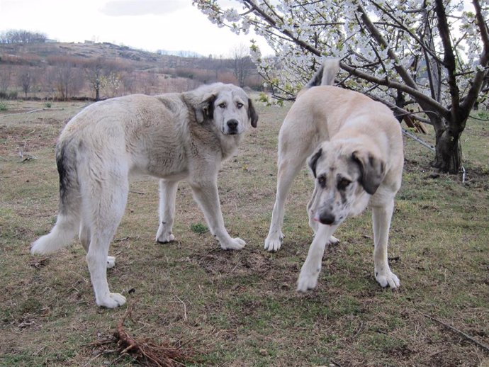 Archivo - Mastín, Mastines. Perro, Perros. Mascota.