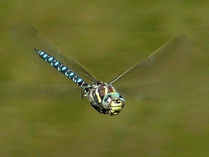 Archivo - Libélula (Aeshna juncea) flotando sobre un estanque en los Pirineos