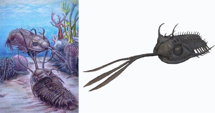La finalidad de los tridentes de los trilobites Walliserops había permanecido esquiva durante algún tiempo, pero los investigadores creen ahora que se utilizaban en las peleas entre machos.