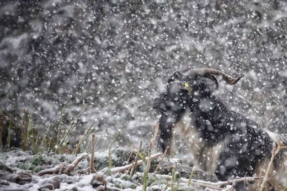 Una cabra en un pasto de Cabrales cubierto de nieve, a 17 de enero de 2023, en Cabrales, Asturias (España). 