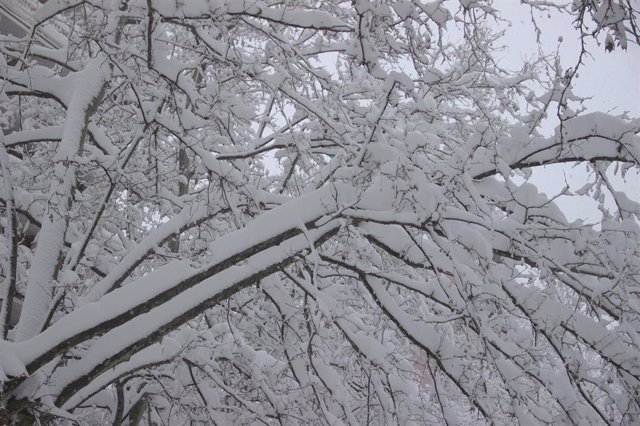 Archivo - Árboles cubiertos de nieve, foto de recurso