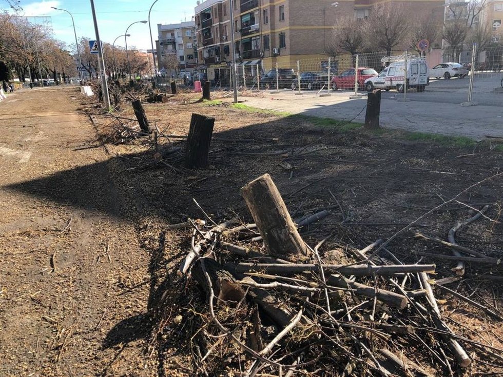 Árboles talados en la Carretera de Trassierra, para su ampliación.