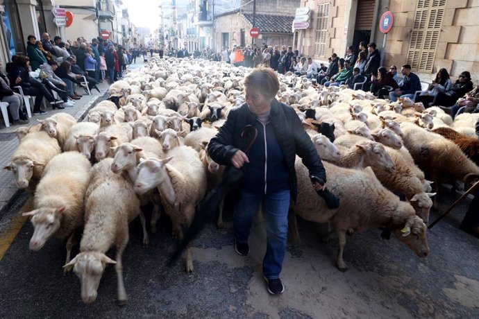 Centenares de ovejas siguen a una mujer durante la celebración de las 'benedes'  de Sant Antoni, a 17 de enero de 2023, en Muro, Mallorca.