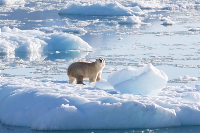 Archivo - Un oso polar del sureste de Groenlandia sobre un glaciar, o hielo de agua dulce, a 61 grados norte en septiembre de 2016.