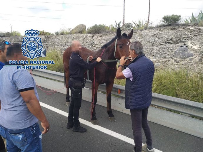 Policía Nacional ponen a salvo un caballo sin jinete en Tafira Baja, en Las Palmas de Gran Canaria