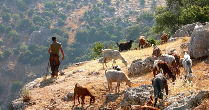 Pastor de cabras de Wadi Rayyan, norte de Jordania. Los productos lácteos secundarios procedentes de cabras y vacas, como el yogur, son componentes habituales de la dieta humana, pero el consumo directo de leche varía geográficamente.