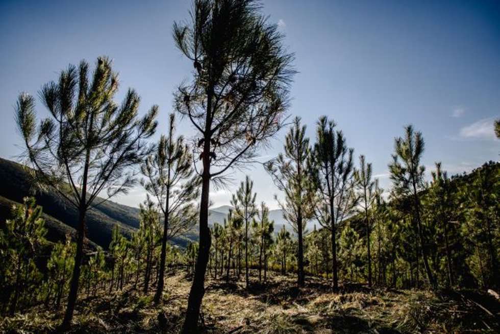 Proyecto de reforestación del programa Motor Verde de Repsol