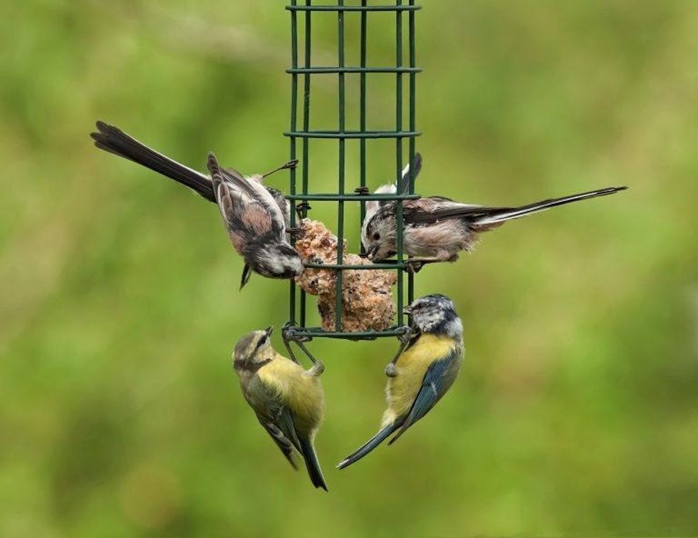 Seo/BirdLife anima a instalar comederos para que las aves puedan alimentarse en invierno.