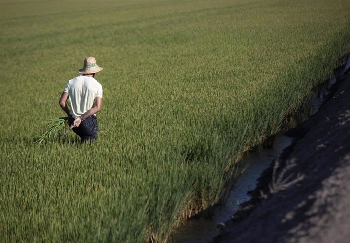 Archivo - Un jornalero escarda arroz en un arrozal en Isla Mayor, en Sevilla. 