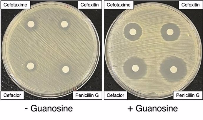 SARM creciendo en dos placas de agar, una sin guanosina (izquierda) y otra con guanosina (derecha) sobre las que se han aplicado discos empapados con antibióticos. Las zonas claras alrededor de los discos de antibiótico indican que el SARM ha desapareci