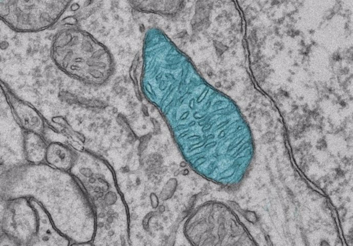 Archivo - Micrografía electrónica de transmisión del cerebro del ratón, con una mitocondria resaltada en azul.