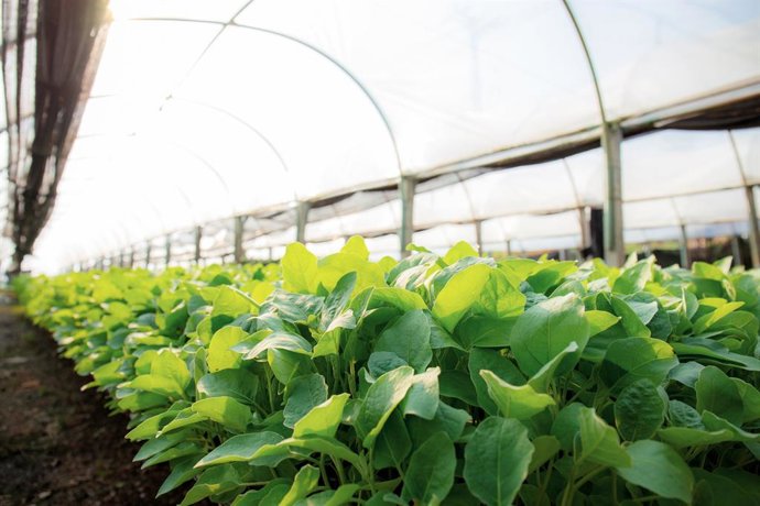 Archivo - Invernaderos