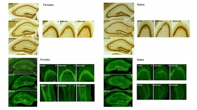 El cannabidiol repara el daño cerebral y alteraciones de conducta en ratones con espectro alcohólico fetal, según un estudio de la UMH