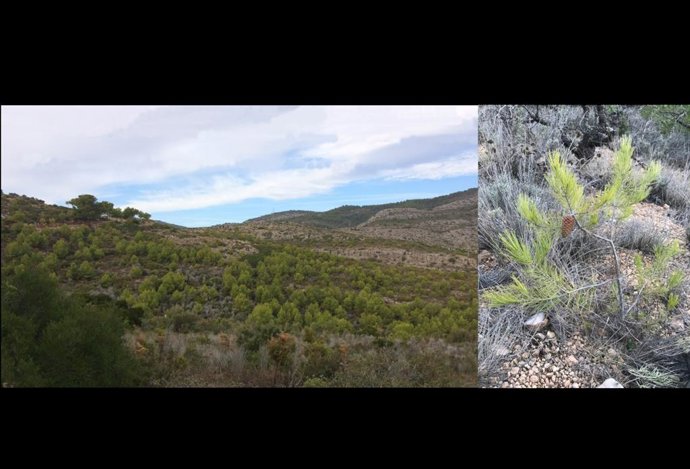 A la izquierda, población de Pinus halepensis regenerado posincendio. A la derecha, individuo iniciando la reproducción a los 5 años de edad.