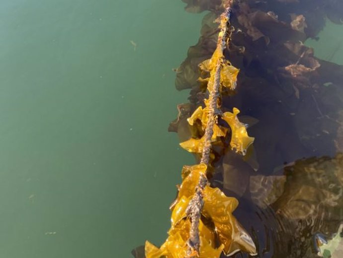 El alga azucarera crece en una granja experimental cerca de Juneau, Alaska