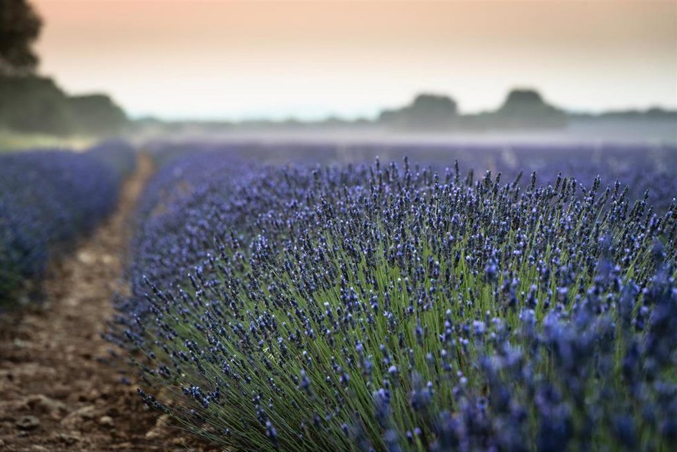 Archivo - Campos de lavanda, a 12 de julio de 2022, en Brihuega, Guadalajara, Castilla La-Mancha (España). Brihuega, conocida como El Jardín de la Alcarria, fue la pionera hispana en el cultivo de lavanda hace 30 años. La siega y recolección de los ca