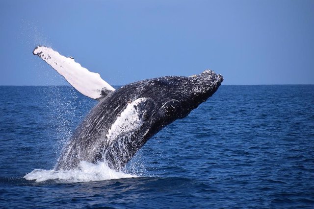 Ballena Jorobada Saltando Hacia Atrás.