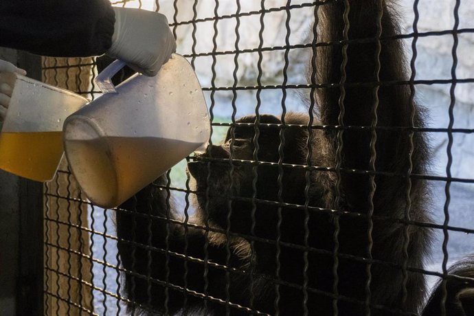 Un primate del Bioparc recibe una bebida caliente dentro de las medidas especiales activadas por el parque frente al frío