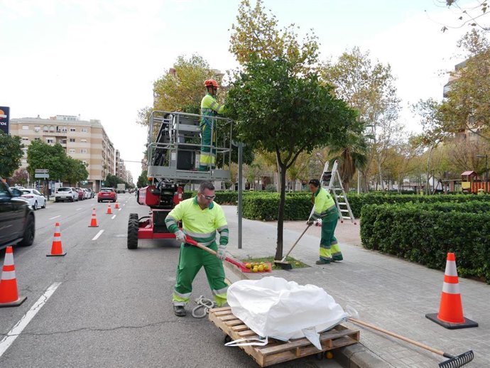 Retirada de naranjas en una calle de Valncia