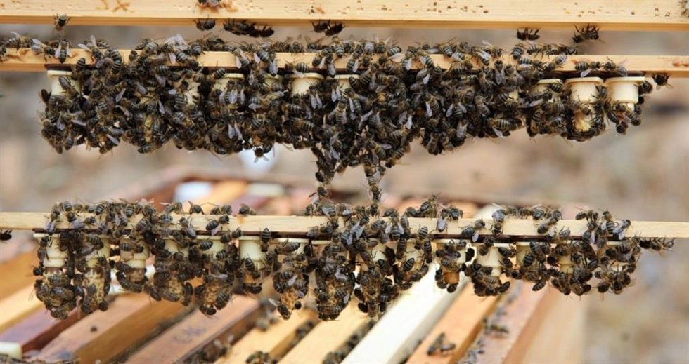 Archivo - Abeja negra