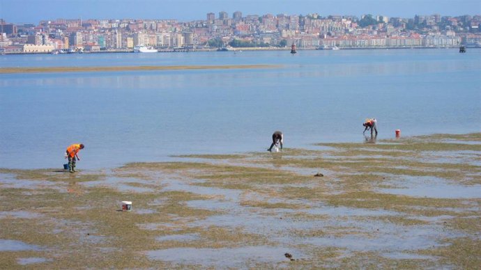 Archivo - Marisqueo, Mariscadores
