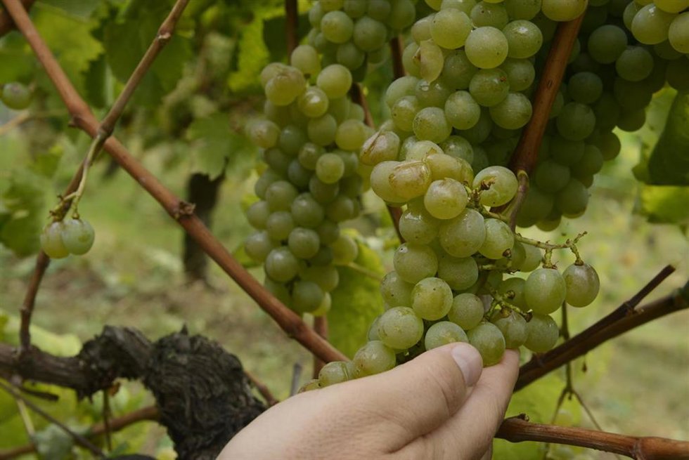 Archivo - Las uvas de un viñedo  