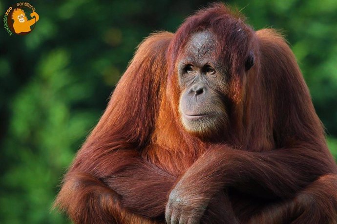 Archivo - Orangutana Victoria.- Archivo