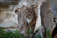 La Cuenca Alta del Manzanares y la zona sureste, espacios preseleccionados para reintroducir el lince ibérico