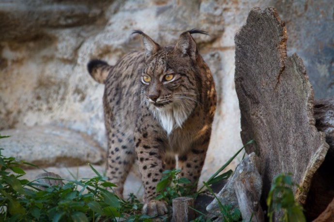 Archivo - Lince ibérico.