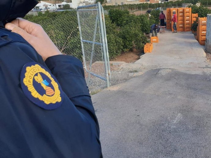La Policía de la Generalitat controla la trazabilidad de 350 toneladas de productos hortofrutícolas en Valencia y Castellón