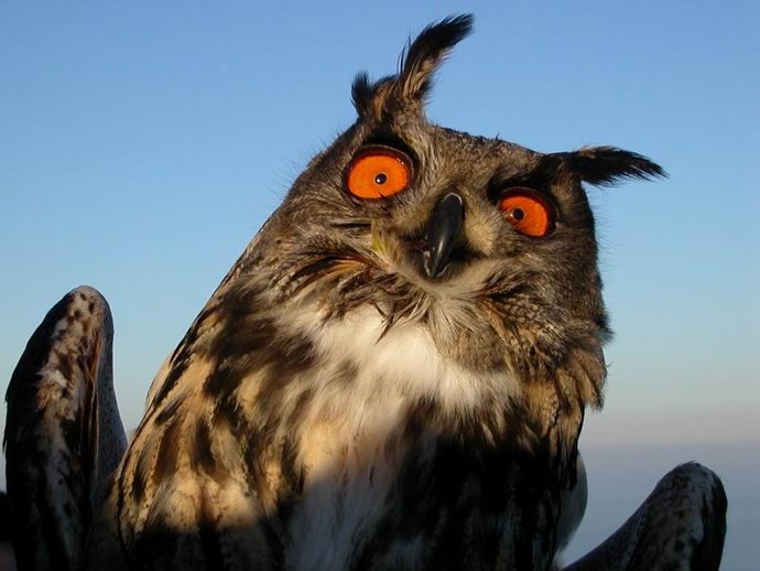 Ejemplar de búho real