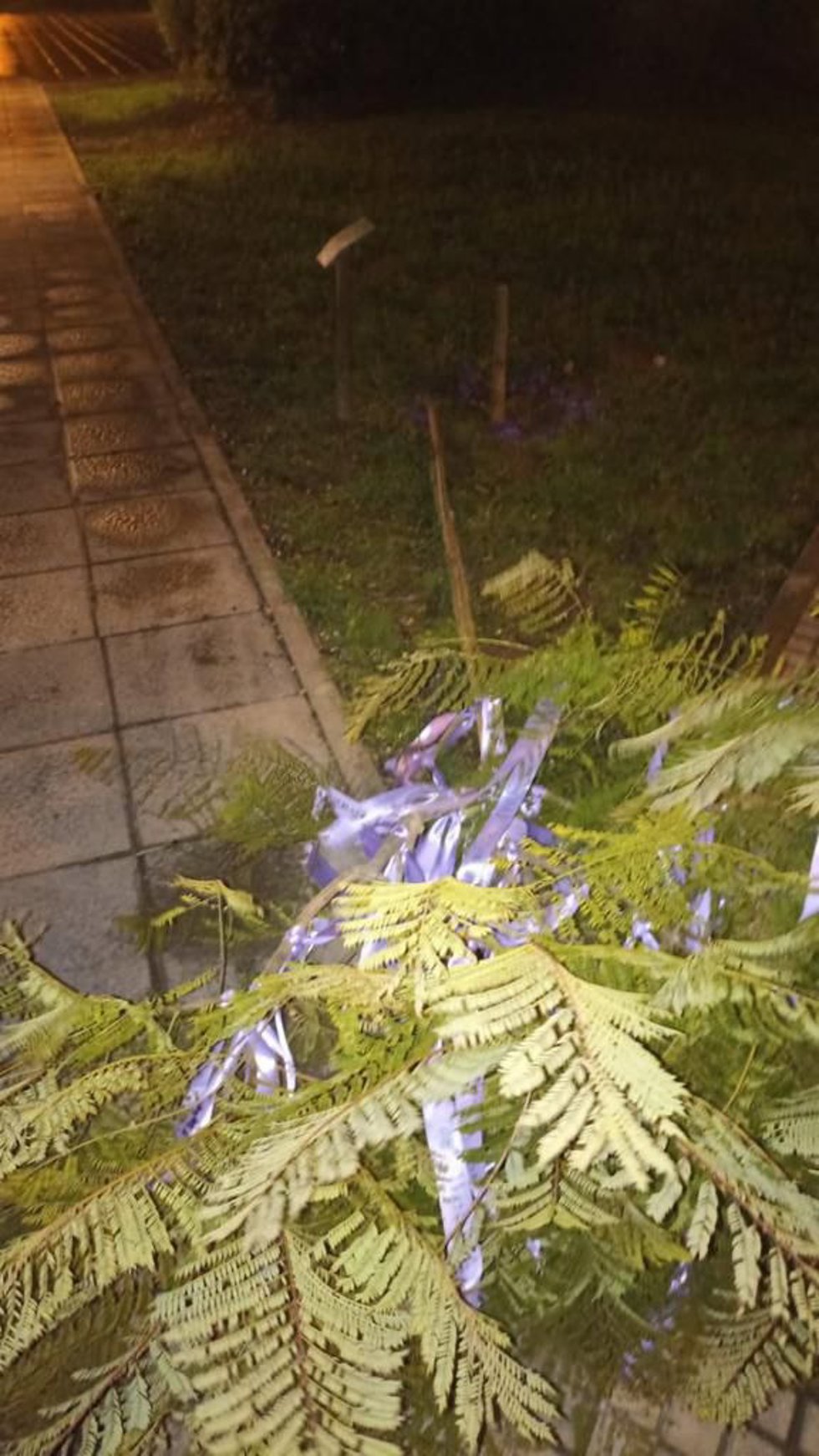 Árbol de Manacor en memoria de las víctimas de violencia de género aparece destrozado