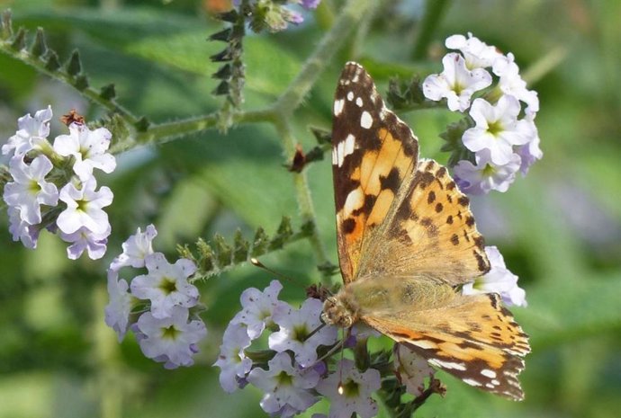 Imagen del calendario 2023 para sensibilizar en la importancia de preservar la biodiversidad