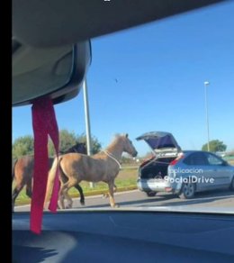 Identificado el conductor que circulaba con el maletero abierto arrastrando dos caballos por la N-437