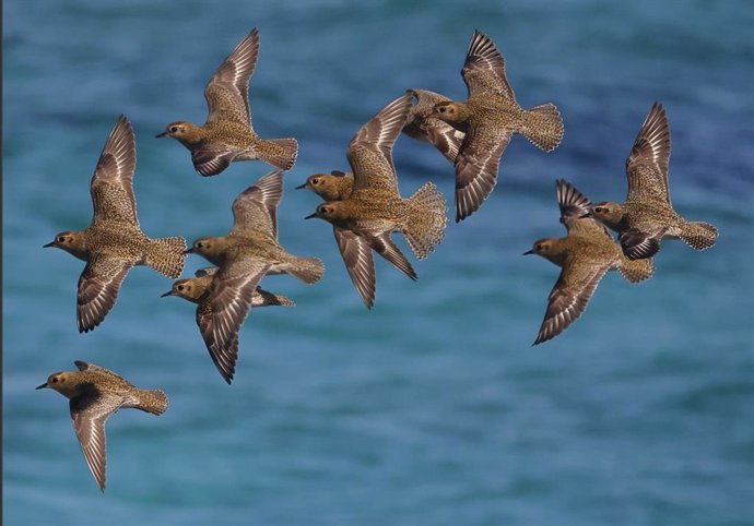 El recuento invernal de aves acuáticas en espacios naturales protegidos de Baleares termina con 15.803 avistamientos