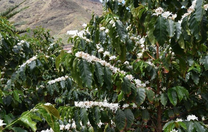 Archivo - Cultivos de café en el municipio de Agaete, en Gran Canaria